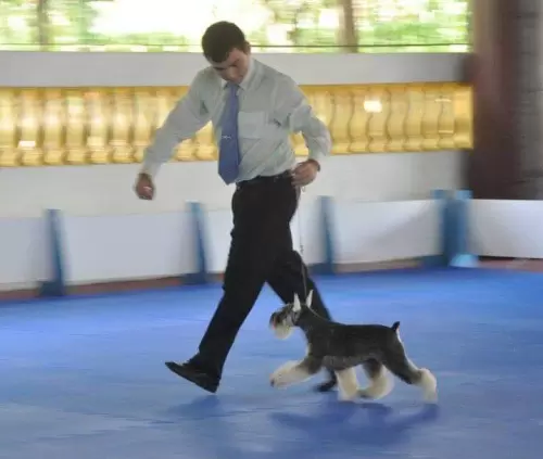  JCh. Mameluco's Darth Vader