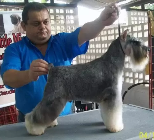 BR.CH.  Mameluco's TM Paparazzi 