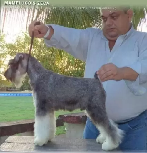  JCH. Mameluco's Zeca