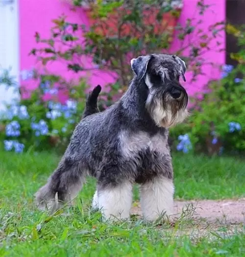  JCh. Mameluco's Maracatu